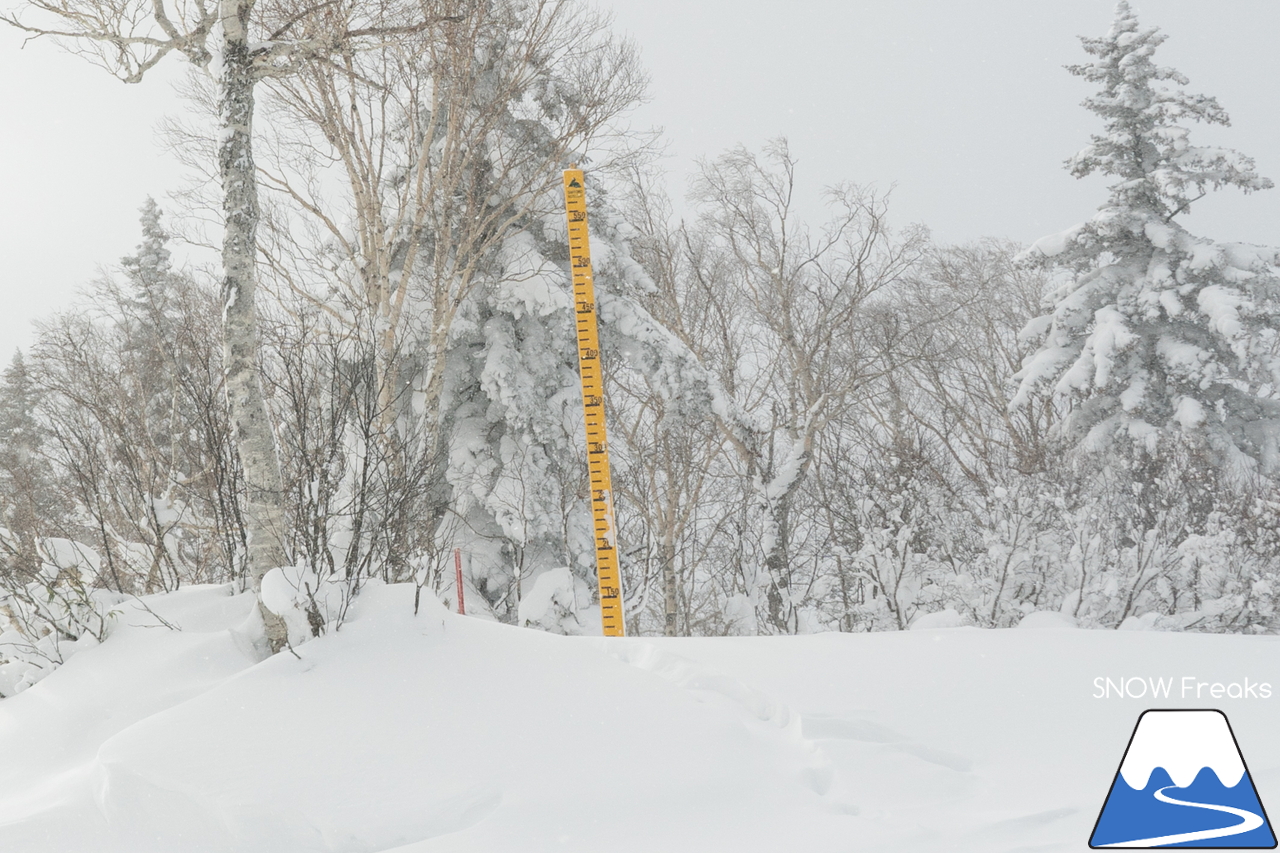 札幌国際スキー場｜只今『積雪』＆『滑走可能エリア』全国No.1！積雪 100cm、ほぼ全コース滑走可能。一気に厳冬期到来のKOKUSAI(^^)/